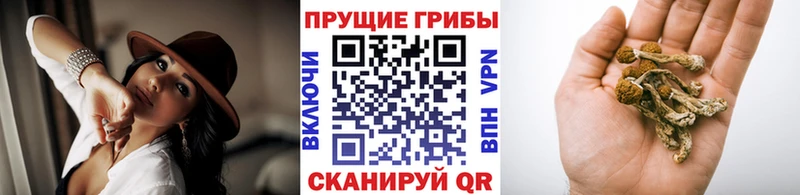 OMG вход Талица Галлюциногенные грибы Psilocybine cubensis